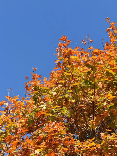 Árvore de outono com folhas amarelas — Fotografia de Stock