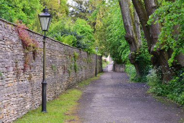   Yeşil ağaç yapraklı Lane kaplı