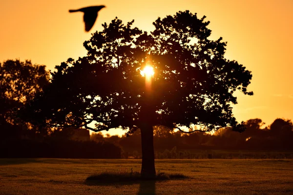 Silhueta de carvalho ao pôr do sol — Fotografia de Stock