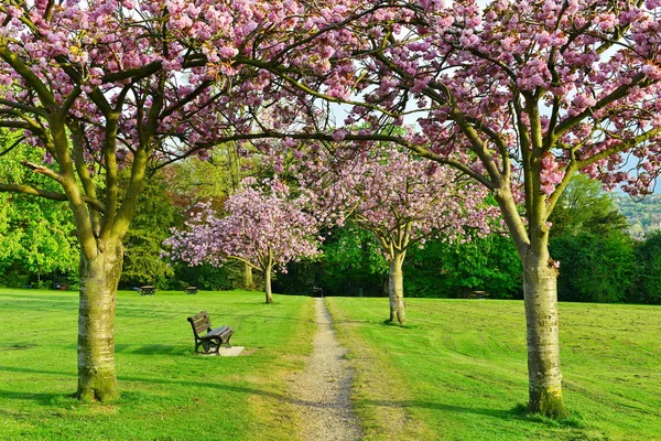 Vackra Cherry Blossom träd — Stockfoto