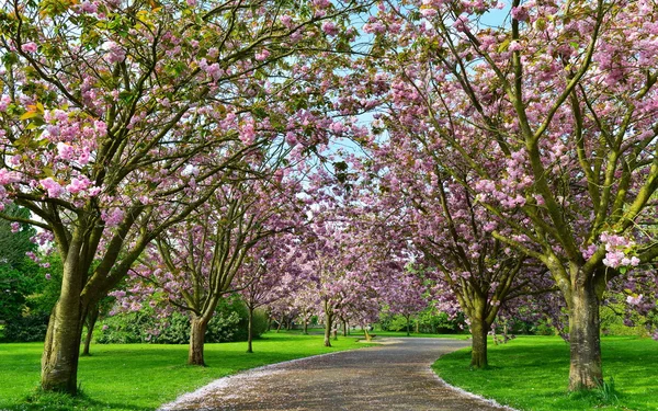 Beautiful Cherry Blossom Trees — Stock Photo, Image