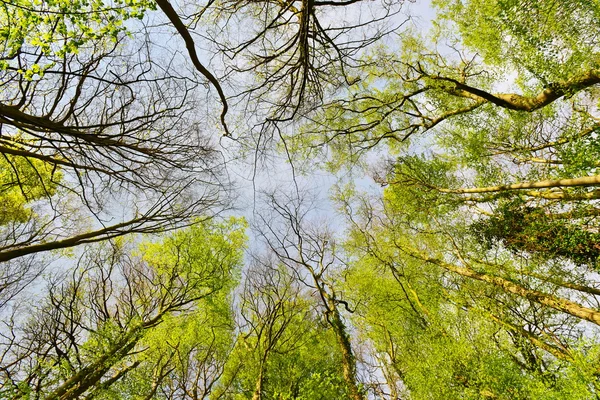 Canopy árvore na primavera — Fotografia de Stock
