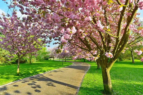 Gyönyörű cseresznyevirág fák — Stock Fotó