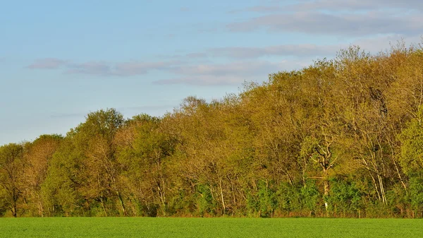 Ländliche Landschaft auf der grünen Wiese — Stockfoto