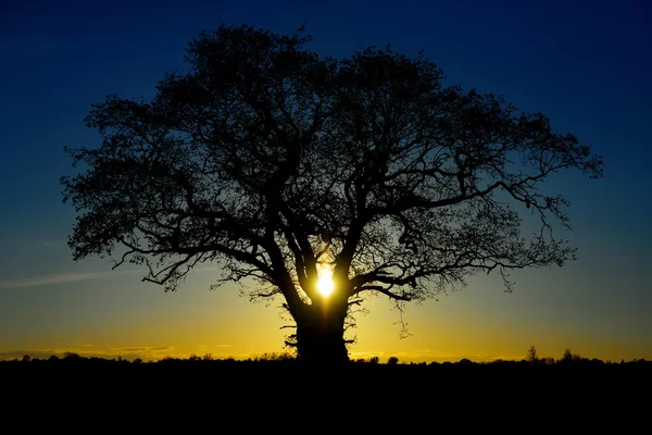 Chêne contre un beau lever de soleil — Photo