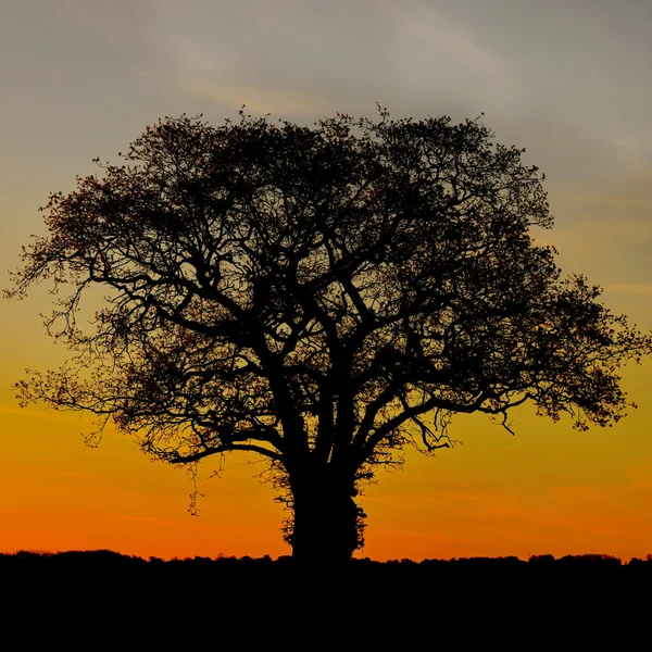 Dub proti krásný východ slunce — Stock fotografie