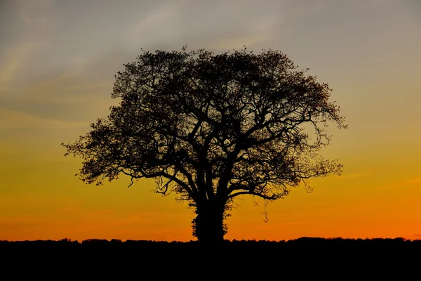 Dub proti krásný východ slunce — Stock fotografie