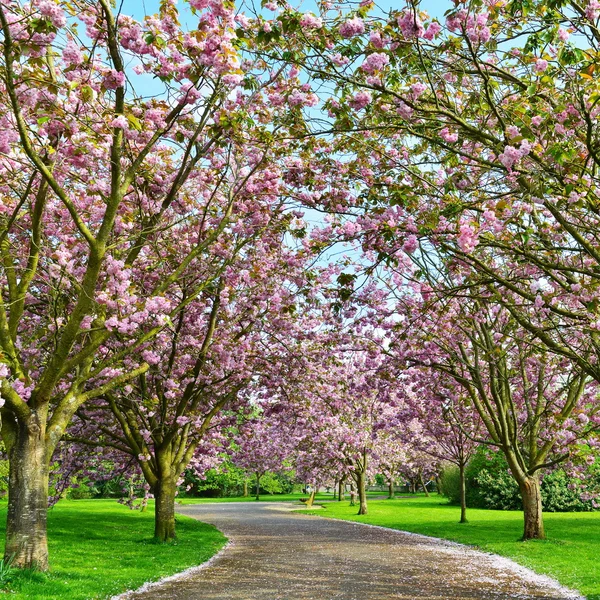 Vackra Cherry Blossom träd — Stockfoto