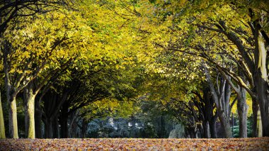 Trowbridge, İngiltere'de kamu parki
