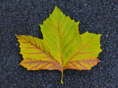  Düşmüş Akçaağaç Yaprağı