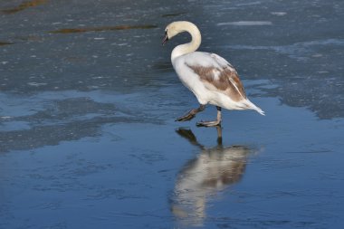 Görünümü güzel bir beyaz kuğu
