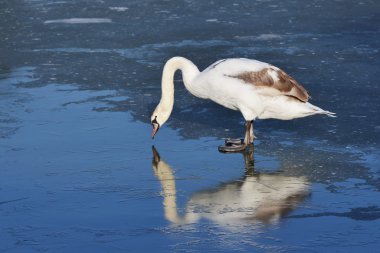 Görünümü güzel bir beyaz kuğu