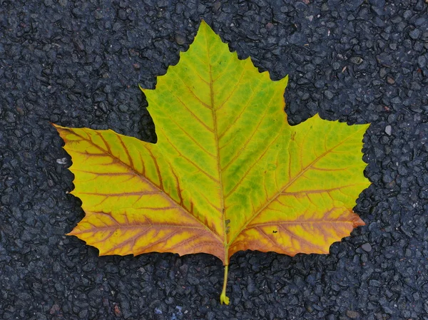  Düşmüş Akçaağaç Yaprağı