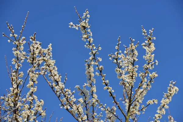 Flores brancas de Mayblossom — Fotografia de Stock
