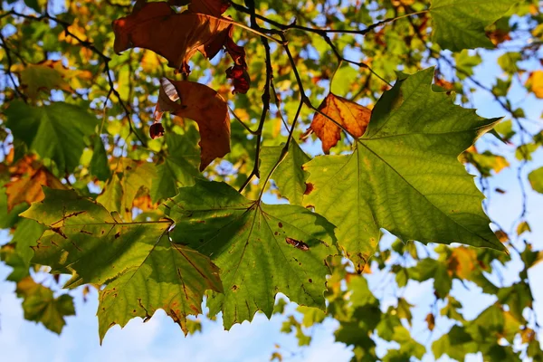 Árvore de bordo folhosa no outono — Fotografia de Stock