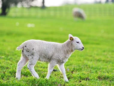 Bir bahar kuzu Grazes