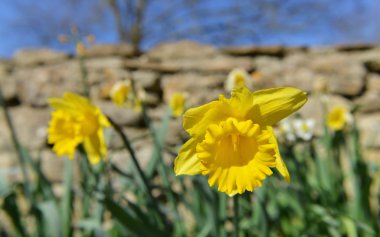 Nergis görünümünü yakın çekim  