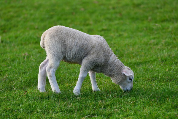 Весенний ягненок
