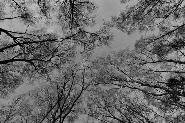 Looking-up into a Canopy of Tall Trees — Stock Photo, Image
