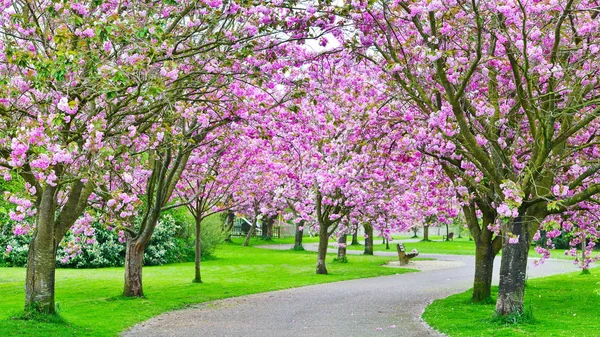 Cherry Blossom Pathway — Stock Photo, Image