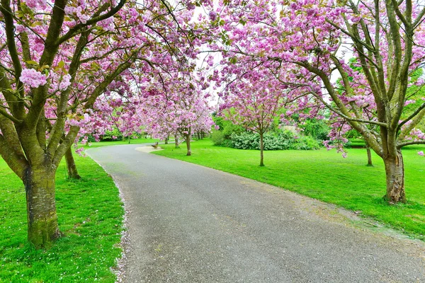 Körsbärsblommor väg — Stockfoto