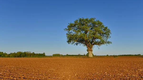 Vista do campo da lavoura com uma árvore de carvalho solitário — Fotografia de Stock