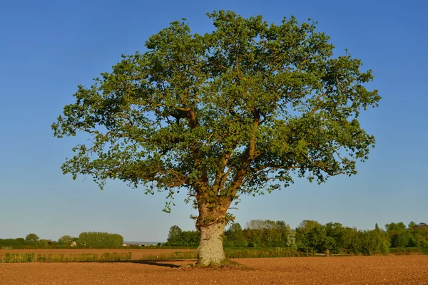 Pohled na krajinu zoraná půda s osamělý dub — Stock fotografie
