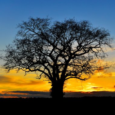 Karşı kontrast meşe ağacı  