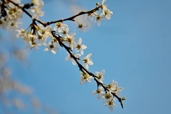 Flores brancas no poleiro — Fotografia de Stock