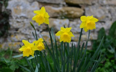 Bahar nergisleri bahçede 