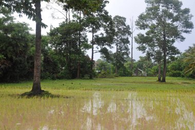 Yazın nehrin manzarası