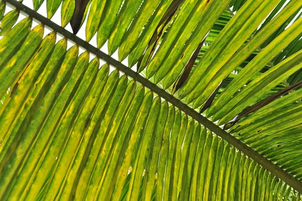 Green Palm Leaf Background — Stock Photo, Image