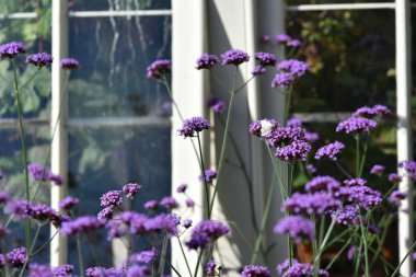 Bir Bahçedeki Yabani Çiçekler 'in (Cabage White veya Pieris rapae) yakın plan görüntüsü