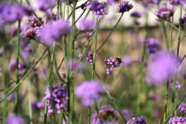 Bahçedeki Yabani Çiçekler Üzerine Bir Arının Yakın Görüntüsü