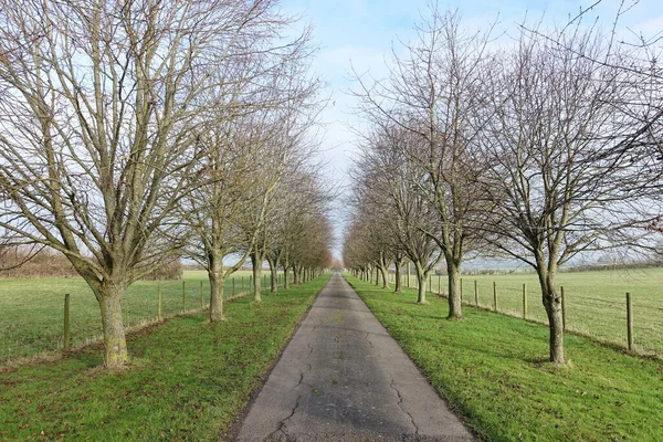 Parkta baharda ağaçlar arasında yol