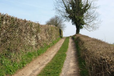 Ağaçlarla ve mavi gökyüzüyle kırsalda yol