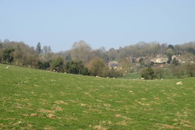 Ağaçları, yeşil otları ve gökyüzü olan bir manzara. 