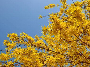 Sonbahar ağacı mavi gökyüzünde