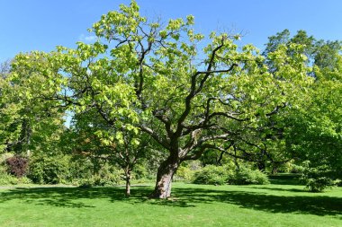 Parktaki yeşil ağaçlar