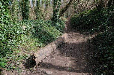 Yapraklı yeşil bir ormanda yol