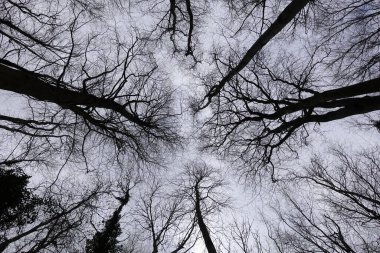 Siluetli Kış Görünümü Yukarıdaki Gri Bulutlu Gökyüzü Ormandaki Uzun Ağaçlar Tepesine Bakıyor