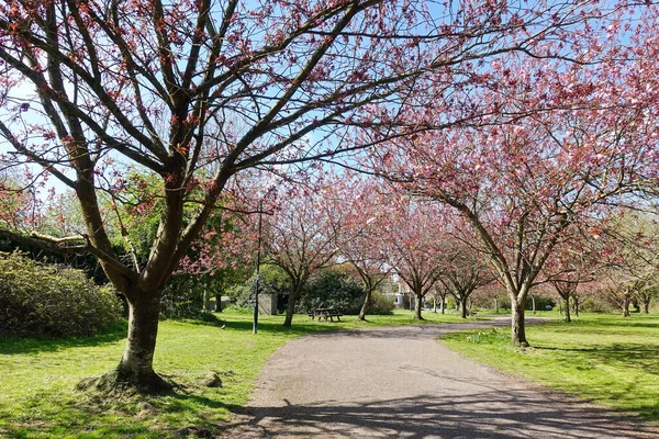 Malerischer Blick Auf Einen Kirschblütenpfad Durch Einen Wunderschönen Landschaftsgarten — Stockfoto