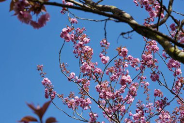 Açık Mavi Gökyüzüne karşı Kiraz Çiçekleri 'nin Manzaralı Yakın Görüntüsü