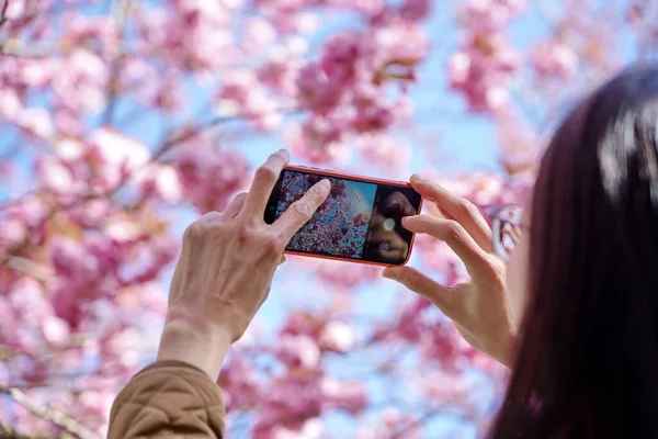 Mujer Joven Tomando Fotos Del Árbol Sakura Rosa Primavera — Foto de Stock