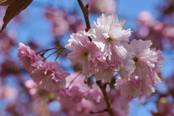 Vista Panorâmica Perto Flor Cerejeira Flores Contra Céu Azul Claro — Fotografia de Stock