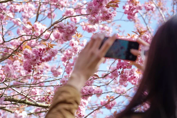 Mujer Joven Tomando Fotos Del Árbol Sakura Rosa Primavera — Foto de Stock