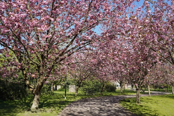 Malerischer Blick Auf Einen Kirschblütenpfad Durch Einen Wunderschönen Landschaftsgarten — Stockfoto