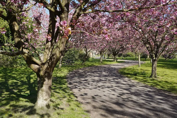 Malerischer Blick Auf Einen Kirschblütenpfad Durch Einen Wunderschönen Landschaftsgarten — Stockfoto