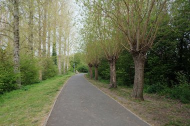 Güzel Yeşil Park 'ın içinden geçen Ağaçlı Yol Manzarası
