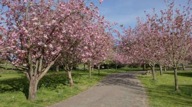 Kırsalda çiçek açan kiraz ağaçları